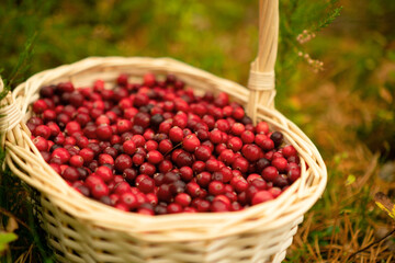 Basket full of red cranberries surrounded by autumn forest. Useful berries, vitamins, healthy harvest, forest gifts, nature walk, fresh air, calm woods, colorful foliage, beautiful autumn scene.