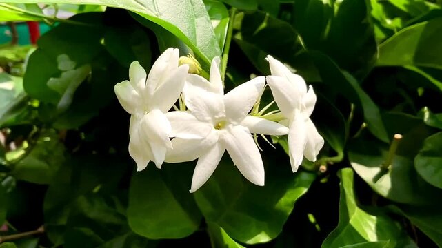 Flower of Jasmine is a luxury scent that&rsquo;s a top note in quality perfumes and is pricey to produce.