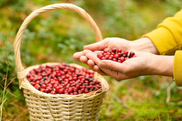 Close up female hand with basket full of red cranberries in autumn forest. Useful berries, forest...