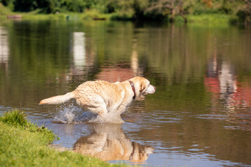 Happy labrador retriever running toward river and jumping into water while swimming during sunny summer day. Showing joy, freedom, and playful outdoor lifestyle in nature.