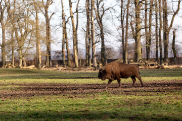 Fototapeta premium Majestic Bison Standing in a Natural Park, Powerful American Buffalo in a Grassy Meadow Under Natural Light