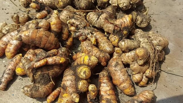 A bunch of fresh Turmeric or kunyit on the floor. Turmeric is one of the key ingredients in many Asian dishes, imparting a mustard-like, earthy aroma and pungent, slightly bitter flavor to foods.