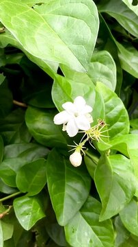 Flower of Jasmine or Melati or Jasminum sambac.  In Indonesia, one type of jasmine has been chosen as the "national puspa" or national symbol flower, namely white jasmine.