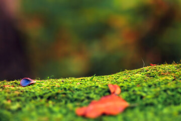 Сloseup green moss with fallen leaves in autumn forest, soft focus