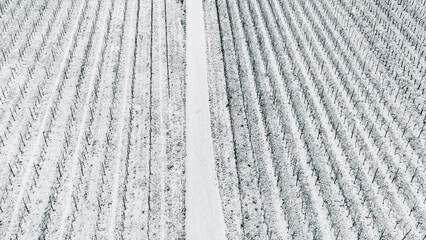 Moselle river valley, winter season, snow and frost covered vineyard landscape near Trier, Germany,...