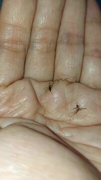 mosquito on human skin. Pain, danger of infection. Dangerous Zica virus aedes aegypti fly mosquito, Mayaro fever cases spread.