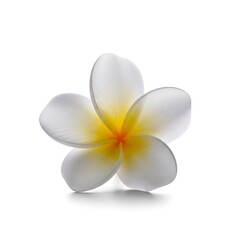 Beautiful white plumeria flower with yellow center isolated on white background studio shot