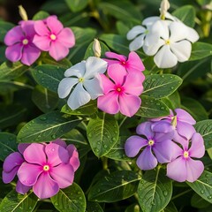 Assortment of pink white and purple vinca flowers glistening with morning dew outdoors