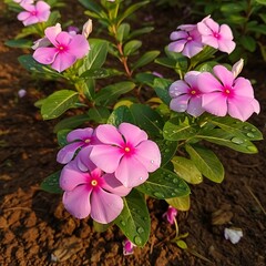 Beautiful pink periwinkle flowers with morning dew drops in a lush garden