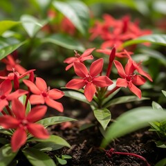 Lush red ixora flowers blooming vibrantly amidst green foliage in tropical garden