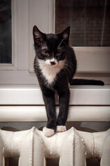 A cute black and white kitten warming its paws on a radiator