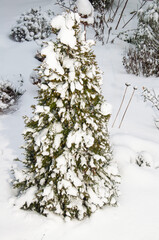 Evergreen tree covered in fresh snow in a winter garden landscape