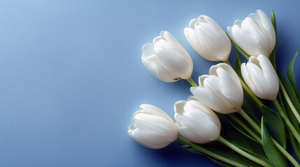 Obraz premium White tulips arranged on blue background with fresh green leaves 