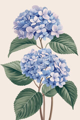 Hydrangea single stem vintage floral botanical flower print