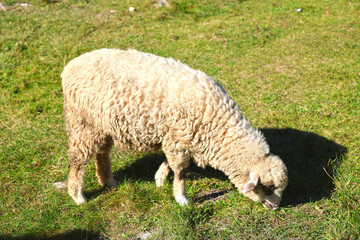 Sheep in the grounds of the open-air museum in Pribylina as living mowers.