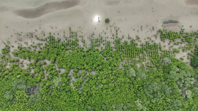 Aerial beautiful mangrove forest aerial top view at Pamekasan, Indonesia. Drone view