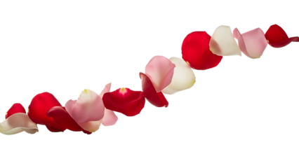 Rose petals in a line isolated on transparent background