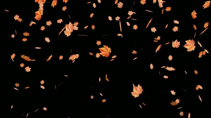 Autumn leaves falling 2d animation on black background. Small leaves fall off- Autumnal maple leaves rotation seamless looping. Festive design- Maple leaves falling down on dark background.