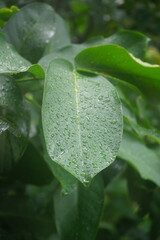 rain drops on leaf