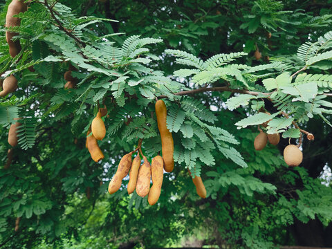 Tamarindus indica is an evergreen, tropical tree bearing brown, pod-like legumes with a sweet-sour, edible pulp used globally in cuisine and traditional medicine.