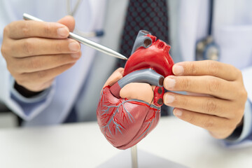 Cardiovascular disease CVD, Asian doctor holding human anatomy model for learn and treat heart disease.