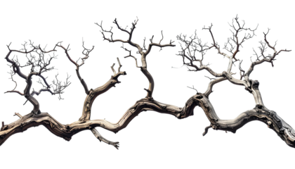 A winding, gnarled, multi-branched tree, silhouetted against a stark black background