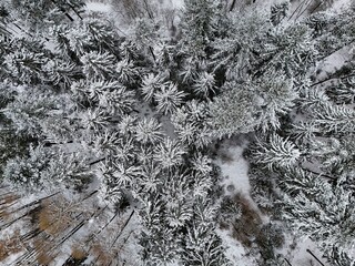 Aerial View of Snow-Covered Winter Forest from Above
