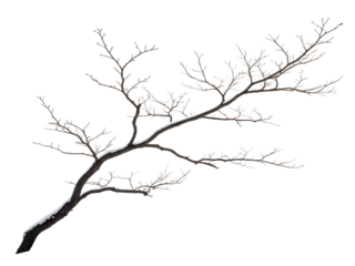 tree silhouette vector