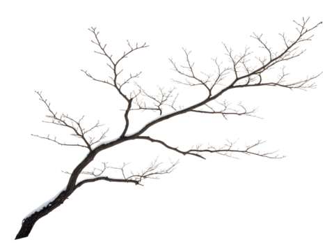 tree silhouette vector - Powered by Adobe