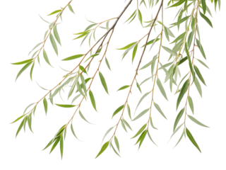 bamboo background vector illustration