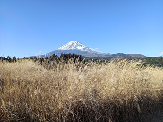 Fototapeta premium Symmetrical Mount Fuji viewed through Japanese pampas grass fields under a clear blue sky, scenic winter landscape in Japan
