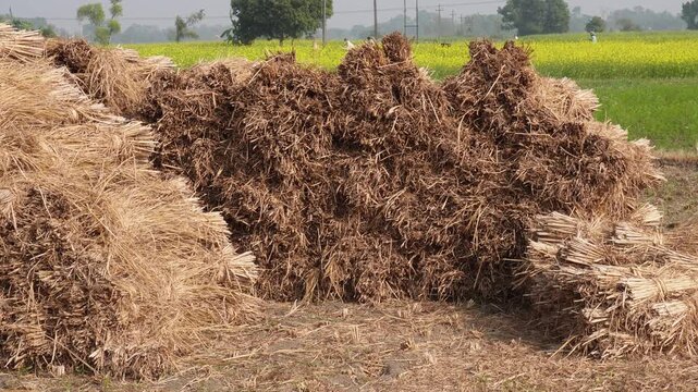 A large haystacks from rice straw standing in a vibrant green paddy field