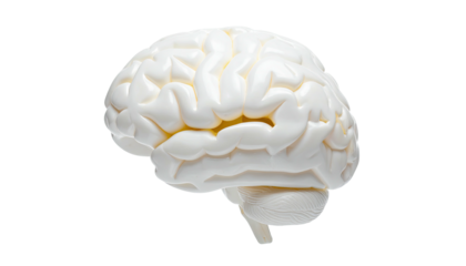 Anatomical, white, three-dimensional representation of a human brain in profile view