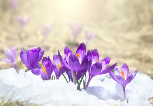 Purple spring crocus flowers (Crocus heuffelianus) blooming through snow in bright sunlight on blurred natural background with copy space