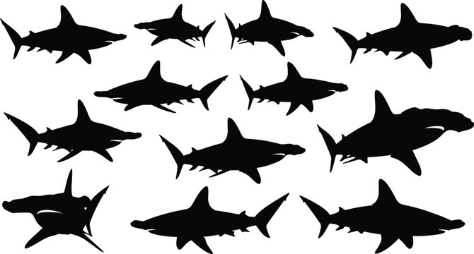 Shark silhouette set collection featuring multiple ocean predator shapes in dynamic swimming poses black vector illustration design for marine wildlife graphics