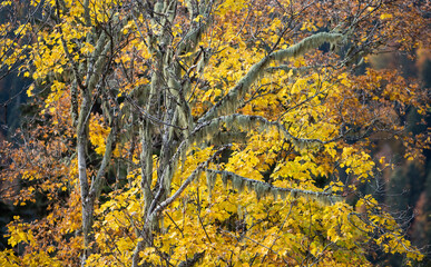 A tree stands with vibrant yellow leaves and moss hanging from its branches. Surrounding trees add to the rich colors of autumn. Nature shows its transition during the fall season.
