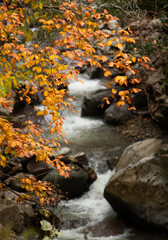 Bright orange leaves are seen above a flowing stream in the woods. The water moves past rocks and creates a natural setting during the autumn season.