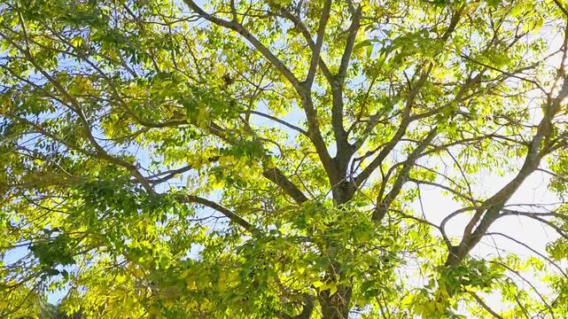 Under tree canopy with green and golden leaves swaying in gentle autumn breeze, softly lit by morning sunlight in the Mediterranean, calm and serene atmosphere, 4K horizontal footage,