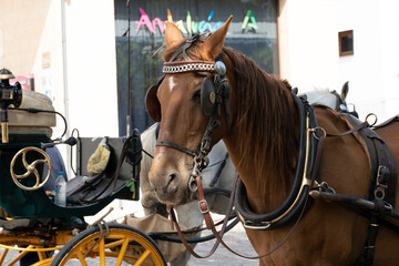 Obraz premium A horse in harness near a carriage.. Ronda, Málaga, Spain
