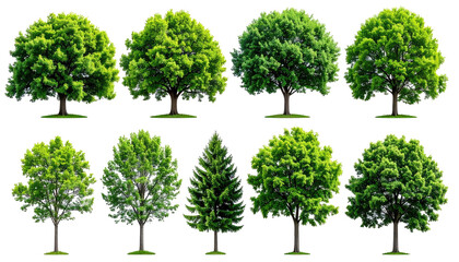 Assorted vibrant, leafy trees of various shapes and sizes arranged on a black backdrop