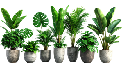 Assortment of diverse green tropical plants in concrete pots, arranged in a row