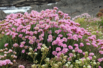 Obraz premium Patch of Thrift growing with Common Scurvy Grass, Devon England 