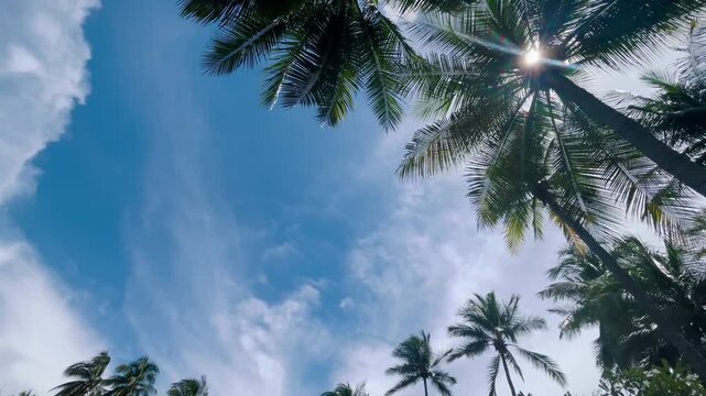 Tropical island coconut palm tree