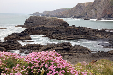 View of the cliffs at Hartland Quay with Thrift in the foreground, Devon England

