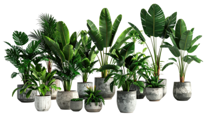 Assortment of tropical plants in textured concrete pots. Varying sizes and leaf structures