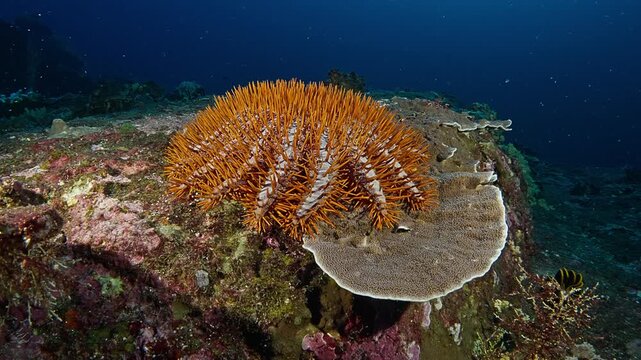 Orange crown of thorns starfish on a flat stoney coral. Filmed in the Andaman Sea, Thailand