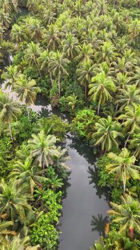 Drone hovering over the beautiful forest of palm trees and Maasin River, in Siargao, Philippines,