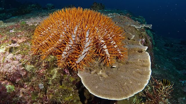 Orange crown of thorns starfish on a flat stoney coral. Filmed in the Andaman Sea, Thailand