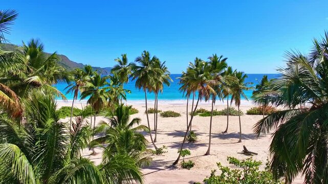 Natural tropical landscape of Rincon Beach on the Atlantic coast. Travel and vacation. Dominican beach and seascape. Palm forest on the shore of a blue sea and sandy beach.