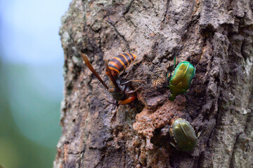 Fototapete bei efototapeten.de bestellen   